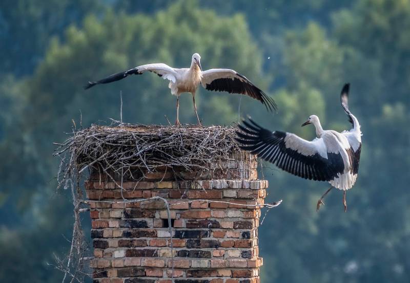 Professional Chimney Animal Removal Services in Vista, California