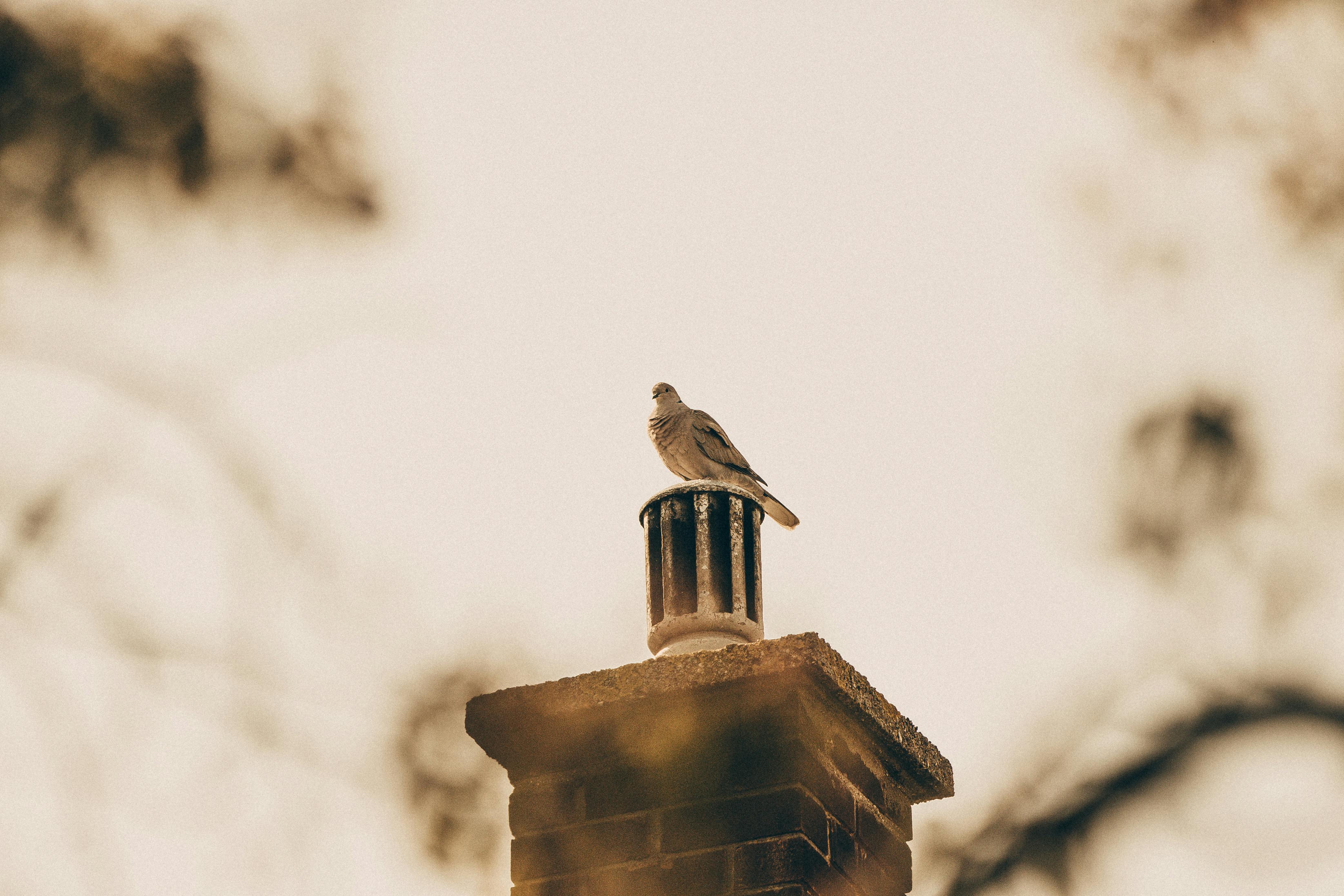 Professional Chimney Cap and Damper In Vista California